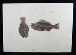 Large Double Priscacara Fossil Fish Plate - x #13354-1